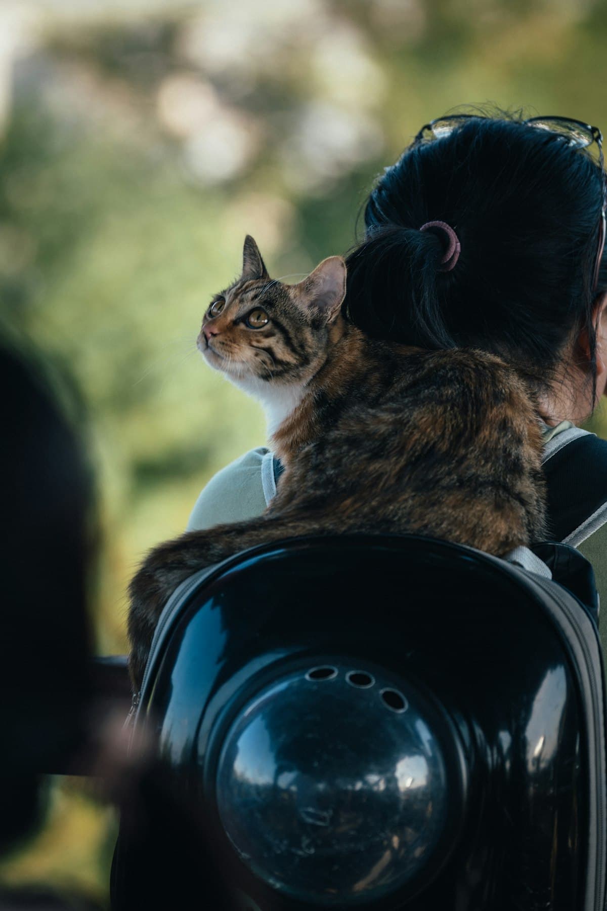 A cat looking up from a travel backpack