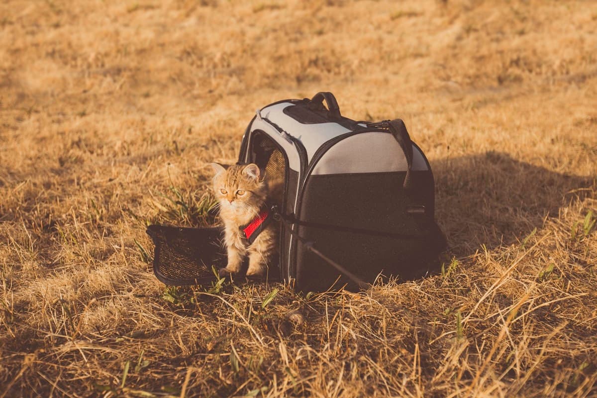 A grey cat inside a pet carrier