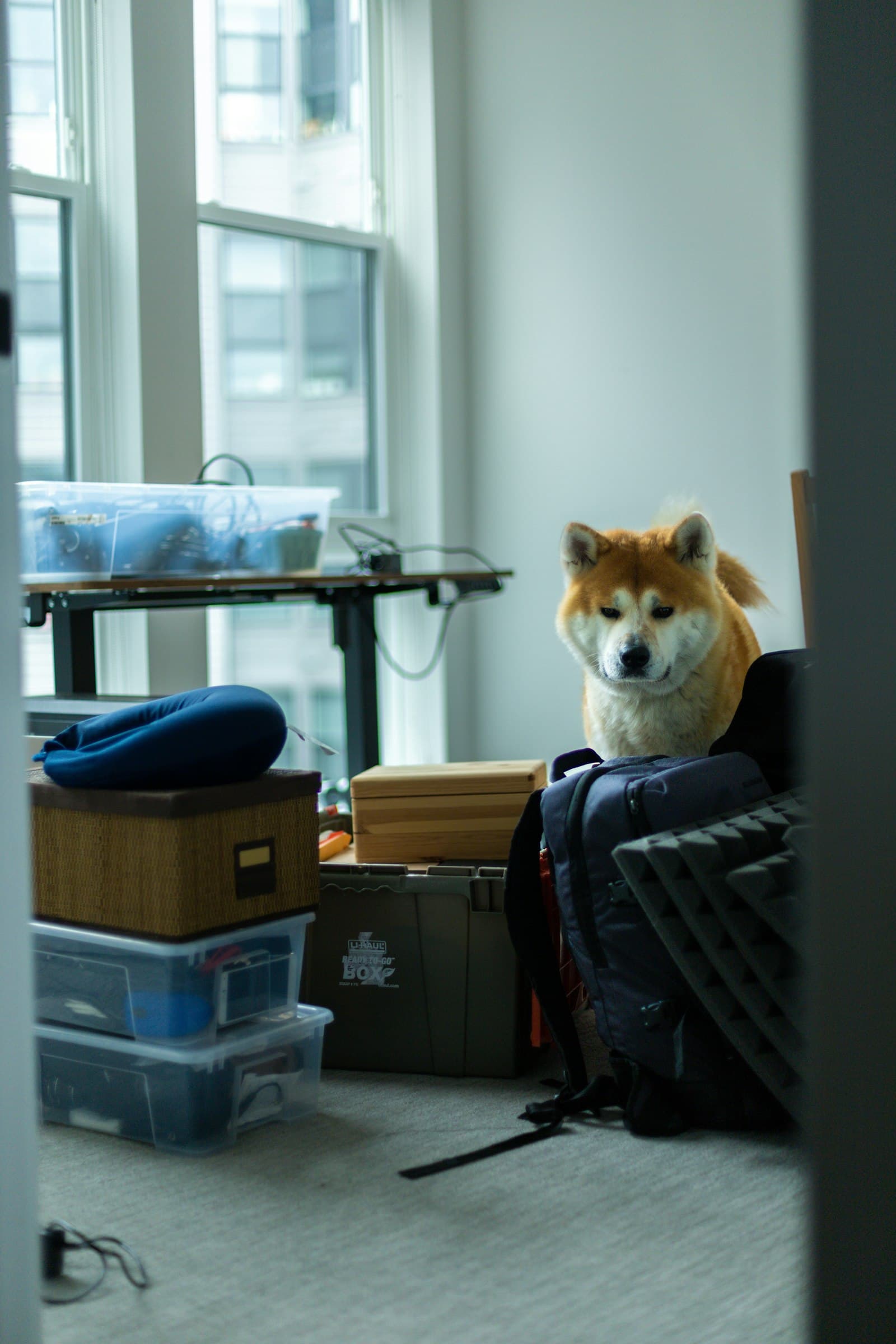 A dog sitting on top of a piece of luggage