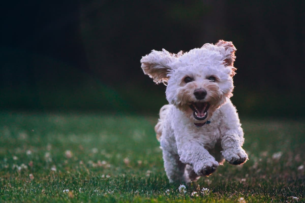 A white shih tzu puppy running on grass